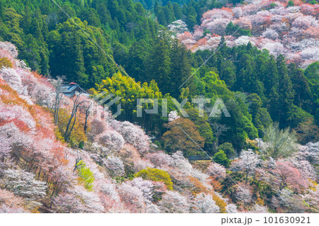 奈良 吉野山 中千本 奈良 吉野山 中千本 101630921