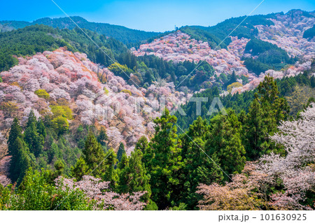 奈良　吉野山　中千本 101630925