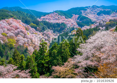 奈良　吉野山　中千本 101630926