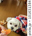 犬とミカン 101631384