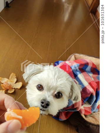 犬とミカン 101631384