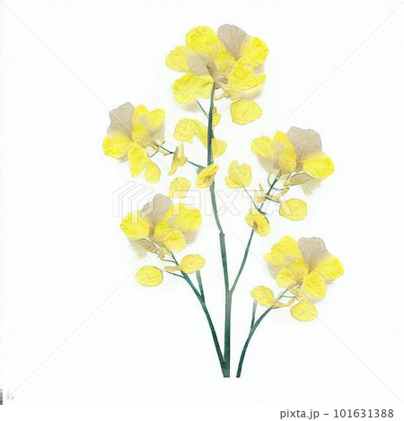菜の花の押し花のイラスト素材 [101631388] - PIXTA