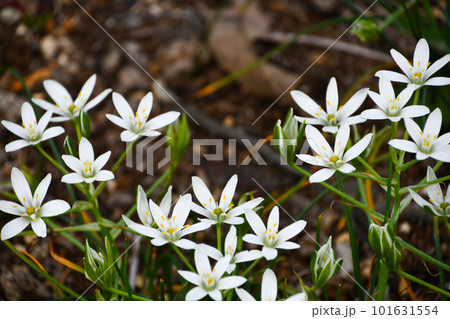 オオアマナ 101631554