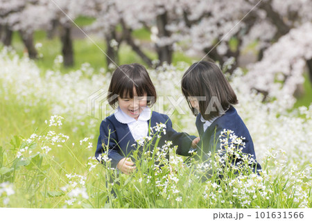 幼稚園の制服を着た姉妹と満開の桜 101631566