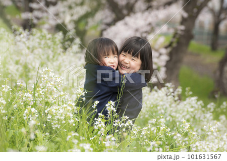 幼稚園の制服を着た姉妹と満開の桜 幼稚園の制服を着た姉妹と満開の桜 101631567