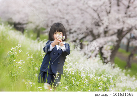 幼稚園の制服を着た年長の女の子と満開の桜の花 101631569