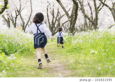 桜の並木道を走る幼稚園児の姉妹 101631595