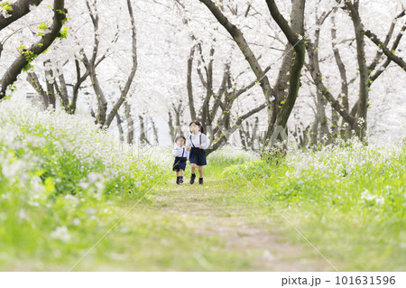 桜の並木道を走る幼稚園児の姉妹 101631596