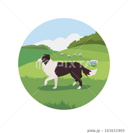 Sheepdog walking on the field with sheeps, flat vector illustration isolated on white background. Sheepdog walking on the field with sheeps, flat vector illustration isolated on white background. 101631905