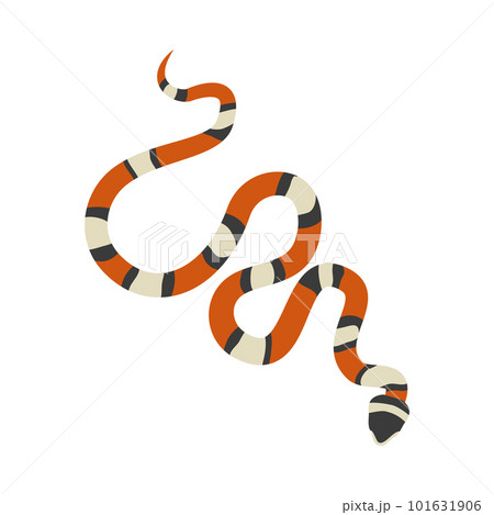 Coral snake with bright stripes flat vector illustration isolated on white. 101631906