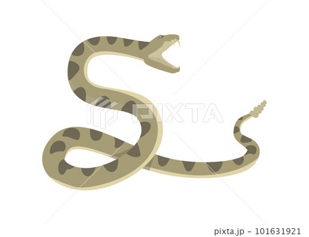 Diamondback rattlesnake preparing to attack flat style 101631921