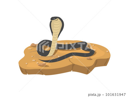 Attacking dangerous cobra snake on ground, flat vector illustration isolated. 101631947