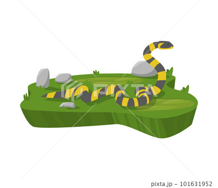 Coral snake with bright stripes flat vector illustration isolated on white. Coral snake with bright stripes flat vector illustration isolated on white. 101631952