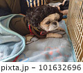 かつらをかぶった犬 101632696