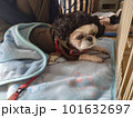 かつらをかぶった犬 101632697