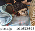 かつらをかぶった犬 101632698