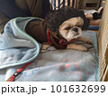 かつらをかぶった犬 101632699