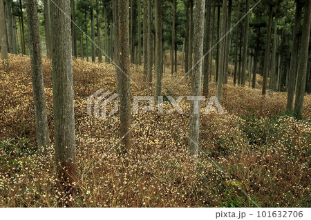 山林のミツマタの群生 101632706
