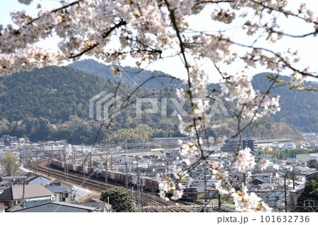 東海道本線　桜咲く頃　山科大カーブを行く　日本海縦貫線　下り高速貨物列車 101632736