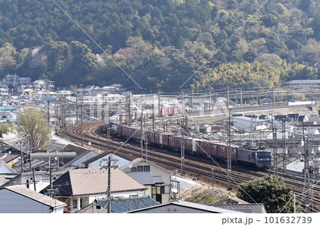 東海道本線　桜咲く頃　山科大カーブを行く　日本海縦貫線　下り高速貨物列車 101632739