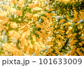 ミモザ 101633009