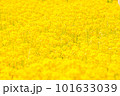 菜の花畑 101633039