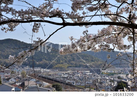 東海道本線　桜咲く頃　山科大カーブを快走　特急サンダーバード 101633200