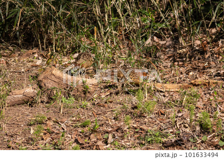 餌を探すコジュケイのつがい 101633494