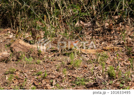 餌を探すコジュケイのつがい 101633495