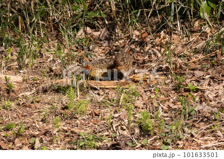 餌を探すコジュケイのつがい 101633501