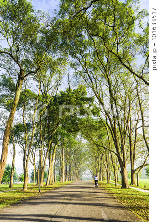 Woods grow on both sides of the road at Taiwan Adventist College in Nantou, Taiwan. Woods grow on both sides of the road at Taiwan Adventist College in Nantou, Taiwan. 101633517
