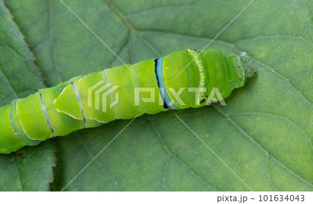 葉っぱの上に蝶の幼虫 101634043