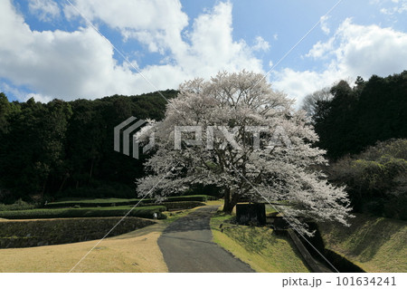 竹原の一本の淡墨桜 101634241