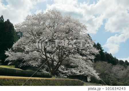 薄墨の一本桜 薄墨の一本桜 101634243