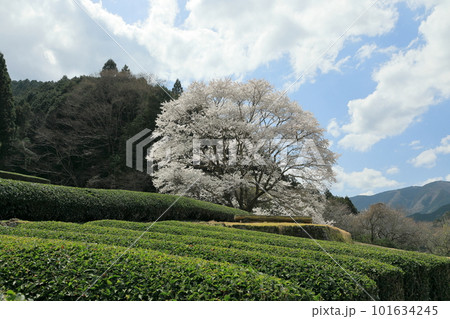 茶畑の中の淡墨桜 101634245