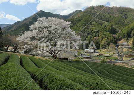 茶畑に映える一本の桜 茶畑に映える一本の桜 101634246