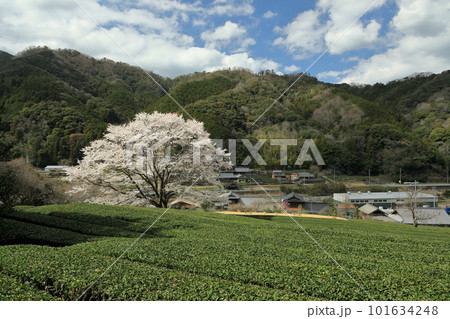 茶畑の中にある一本の淡墨桜 101634248