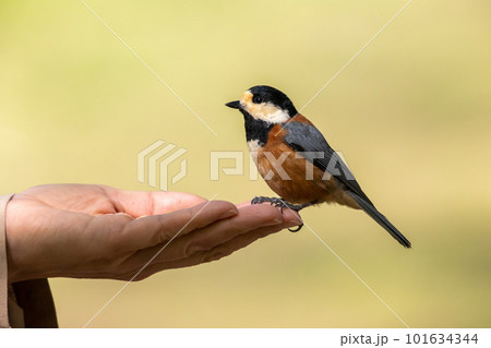 手にとまるヤマガラ 101634344