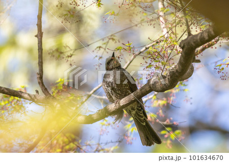 楓の新緑とヒヨドリ 楓の新緑とヒヨドリ 101634670