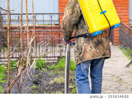 A farmer sprays a vine in his yard in early spring. 101634688