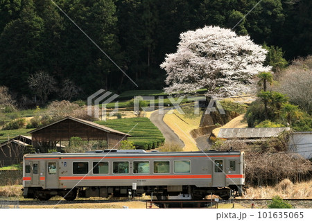桜満開の山間を走るローカル線 桜満開の山間を走るローカル線 101635065