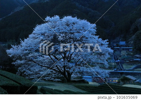夕暮れの竹原の薄墨桜と名松線 夕暮れの竹原の薄墨桜と名松線 101635069