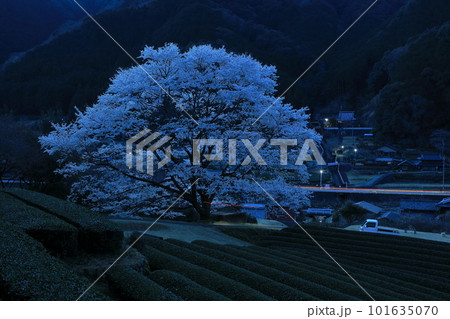 夕暮れの竹原の一本の薄海桜 夕暮れの竹原の一本の薄海桜 101635070