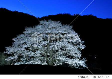 空に明かりの残るライトアップされた一本桜 空に明かりの残るライトアップされた一本桜 101635072