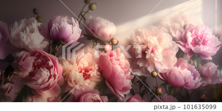 Blooming pink peony flowers wide long banner 101635099
