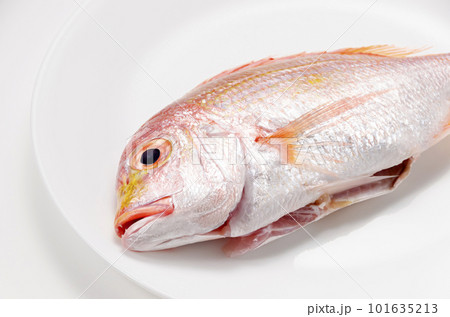 皿に乗ったレンコダイ 101635213