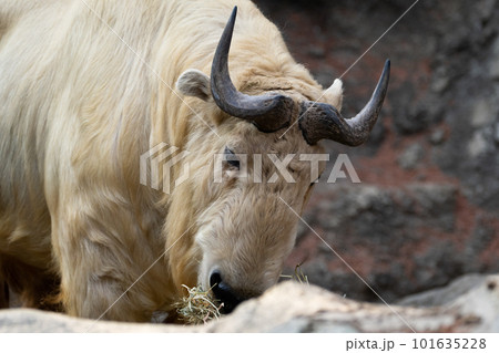 ゴールデンターキー 101635228