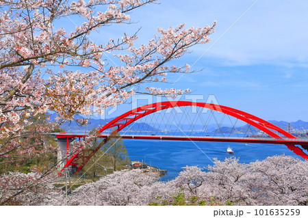 【広島県】桜が満開の音戸大橋とフェリー 【広島県】桜が満開の音戸大橋とフェリー 101635259