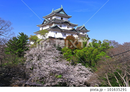 【和歌山県】快晴の和歌山城と満開の桜 【和歌山県】快晴の和歌山城と満開の桜 101635291