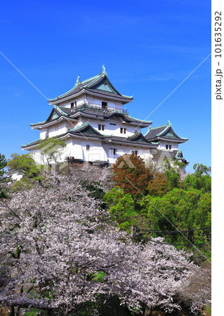 【和歌山県】快晴の和歌山城と満開の桜 101635292